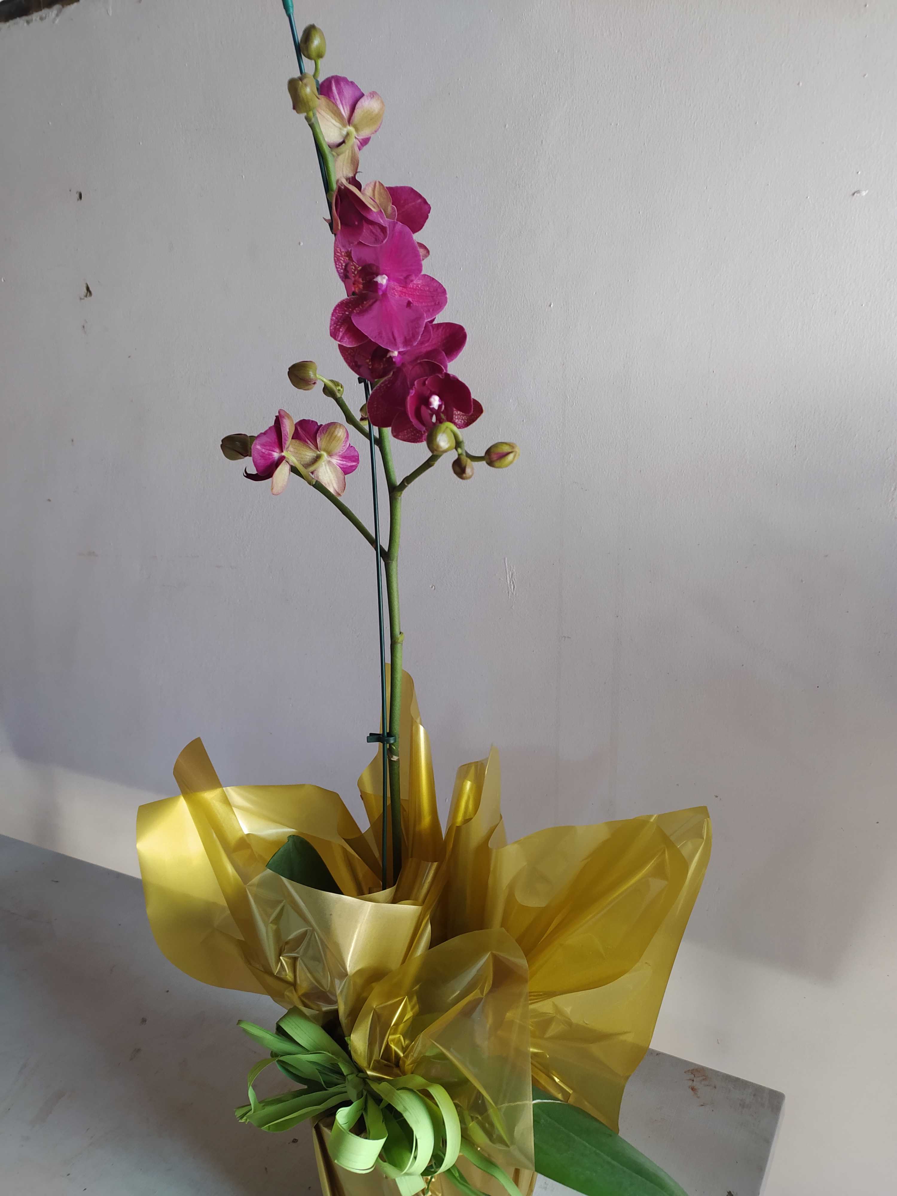 Floricultura em Niterói flores online Isabela Flores